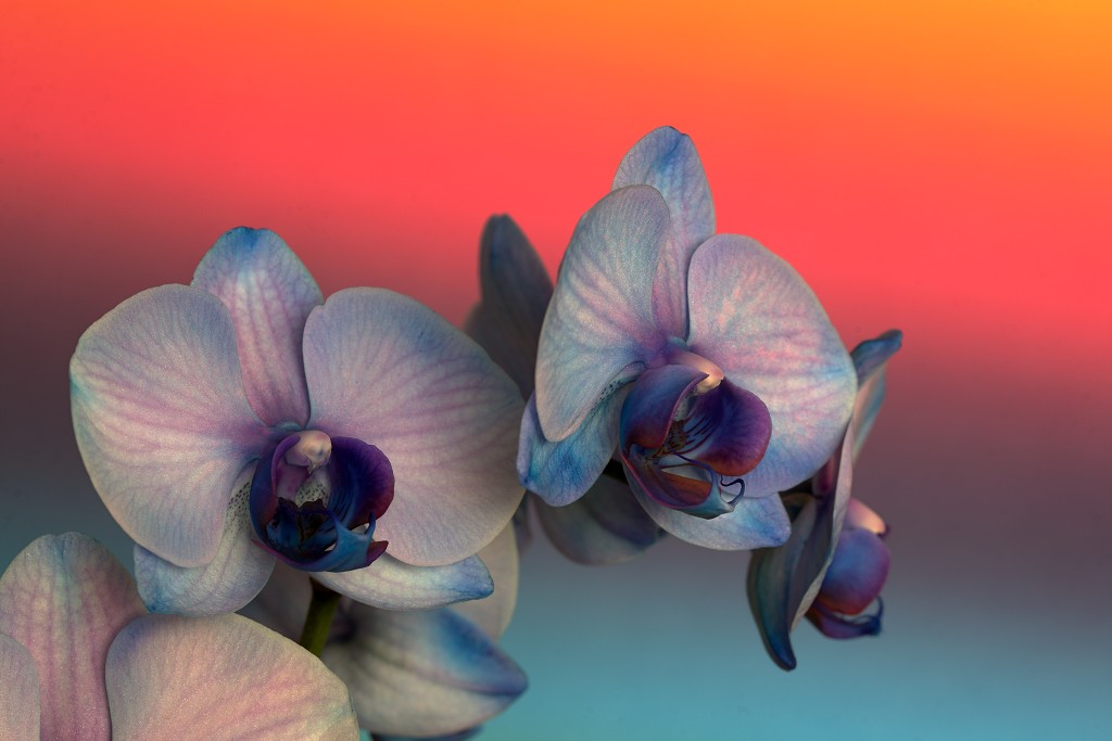 orchideeën orchidee orchideeen hdr bloem Orchidaceae natuur flora bloemen orchis sierbloem sierplant phalaenopsis orchidaceae